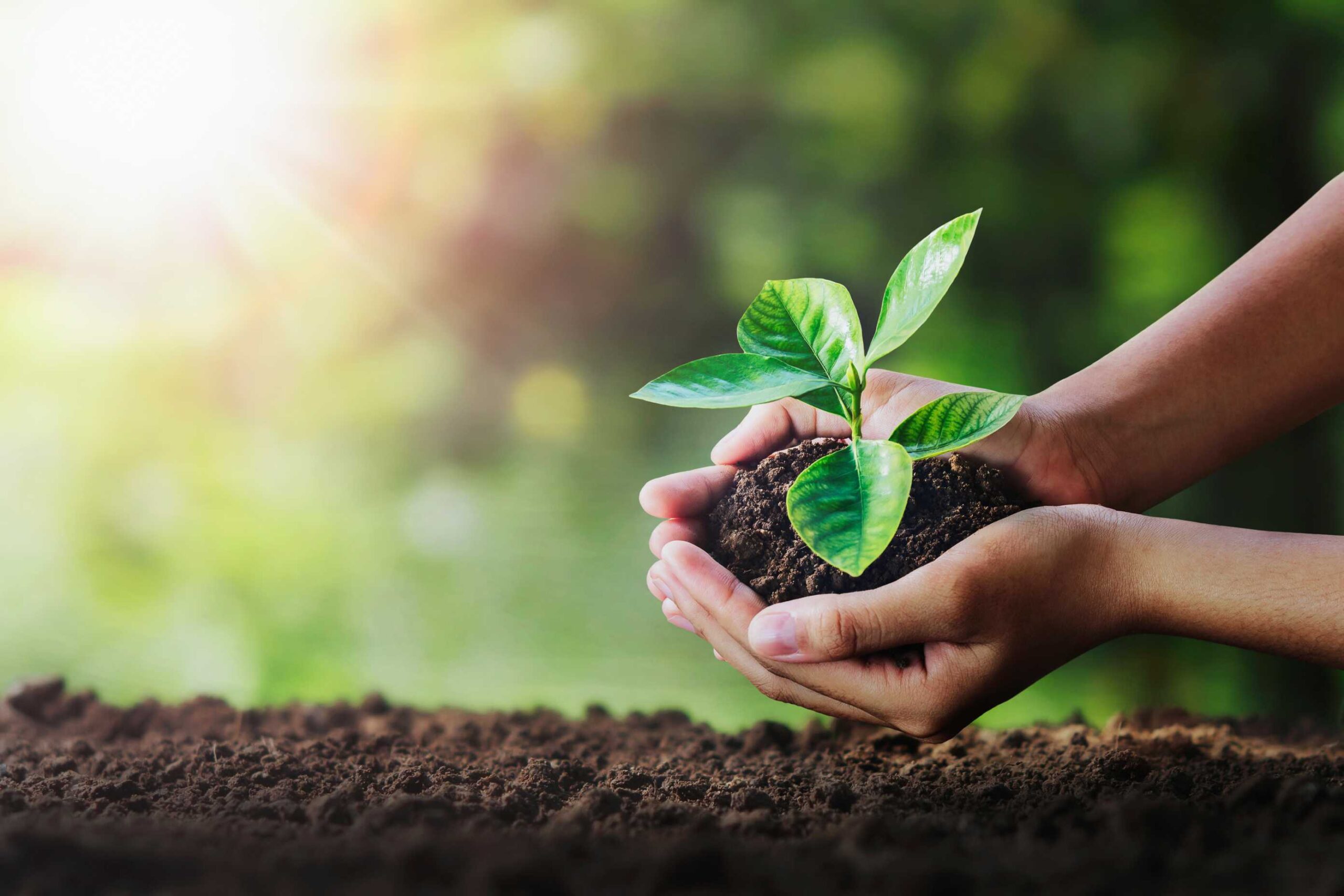 organic npk fertilizer